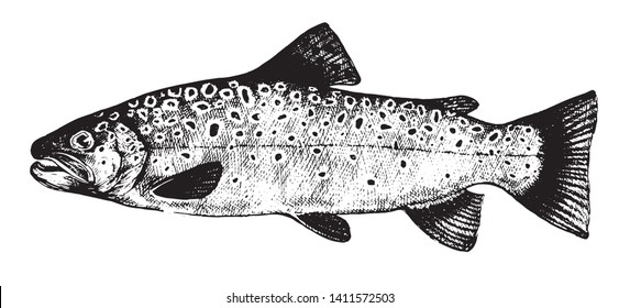 Brook trout, Fish collection. Healthy lifestyle, delicious food. Hand-drawn images, black and white graphics.