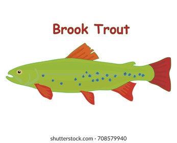 Brook trout fish vector cartoon illustration, t shirt design for kids with aquatic animal theme isolated on white background wallpaper