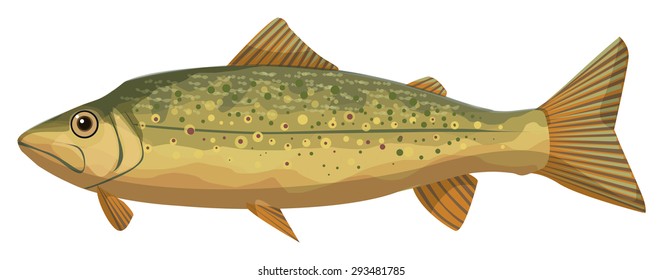 brook trout (Salvelinus fontinalis), family Salmonidae, fish vector illustration