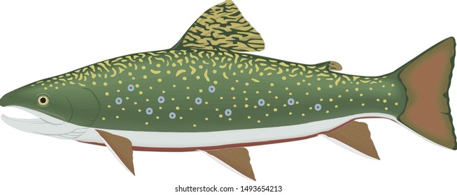 Brook Trout VECTOR FISH GREEN