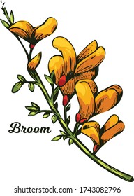 Broom flower, dyers greenwood, weed and whin, furze, green broom, greenweed, wood waxen vector illustration of yellow blooming flowers. Genista tinctoria, lupine lupin gorse and laburnum