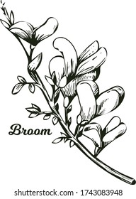 Broom flower, dyers greenwood, weed and whin, furze, green broom, greenweed, wood waxen vector illustration of blooming flowers. Genista tinctoria, lupine lupin gorse and laburnum monochrome