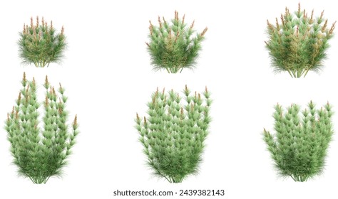 Broom reed with whitte background.3d rendering