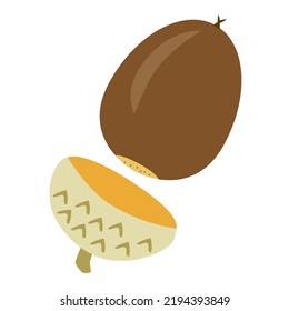 Brown acorn with cap removed. Cartoon-style illustration of an oak acorn.