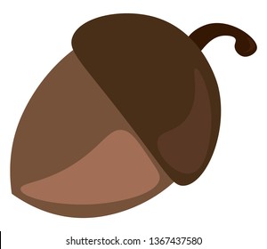 A brown acorn nut vector or color illustration