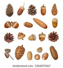 Brown acorns. Cartoon illustrations of fir cones recent vector cartoon template