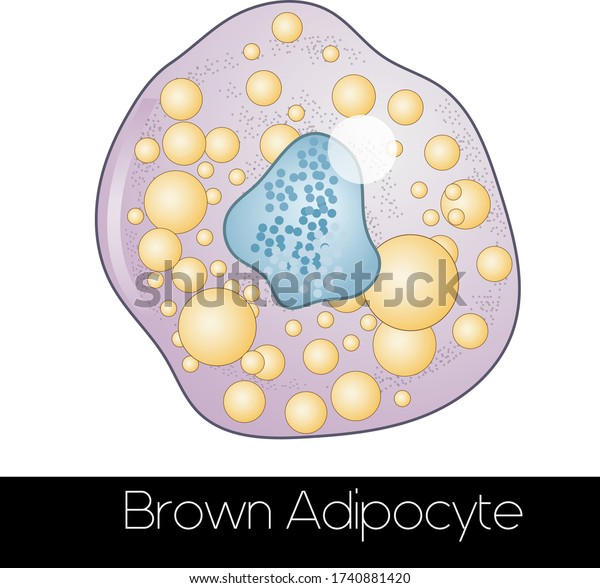 褐色脂肪細胞ベクターイラストeps のベクター画像素材 ロイヤリティフリー