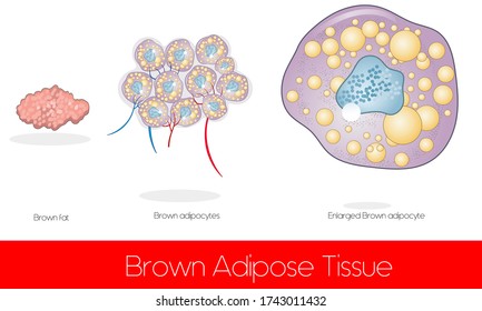 Brown Adipose Tissue, Brown Adipocyte Illustration With Blood Vessels.