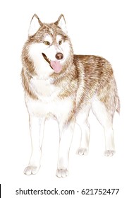 Brown Adult Siberian Husky Dog Or Sibirsky Husky 