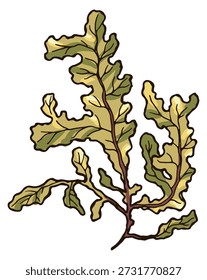 Brown algae color drawing. Kelp natural botany