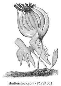 Brown algae - Laminaria Cloustoni (Medicinal plant) - Vintage illustration from Meyers Konversations-Lexikon 1897