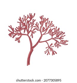 Brown algae. Paint and brush texture isolated on white background.