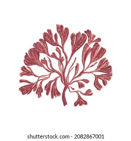 Brown algae. Paint and brush texture isolated on white background. Vector illustration