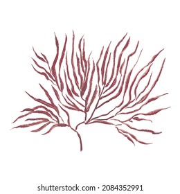 Brown algae. Paint and brush texture isolated on white background. Vector illustration