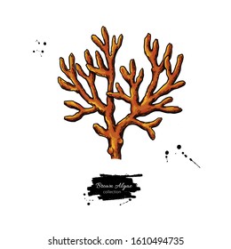 Brown algae vector illustration. Isolated drawing on white background. Superfood object. Organic healthy food sketch