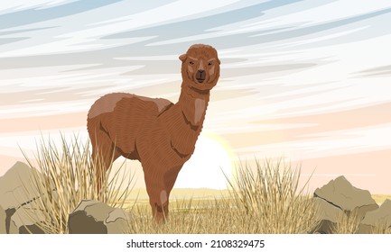 Brown alpaca in a rocky steppe with dry grass and stones. Vector realistic landscape