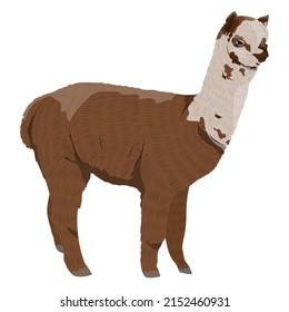 Brown alpaca with spots. Lama pacos. vector animal