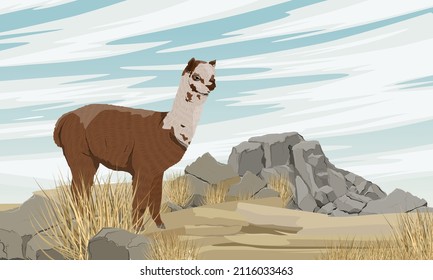 Brown alpaca with wool spots standing in a rocky steppe with dry grass and stones. Vector realistic landscape