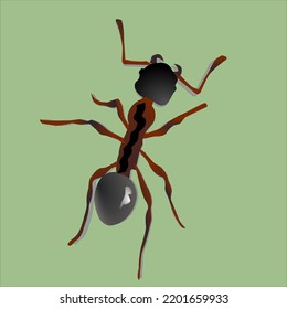 brown ant insect paws grass
