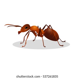 Brown ant isolated on white. Insect icon. Termite.