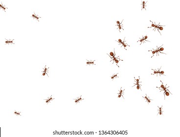 Brown ants isolated on white.