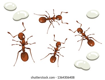 Brown ants isolated on white.
