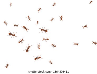 Brown ants isolated on white.