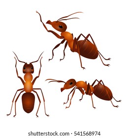 Brown ants isolated on white. Insect icon. Termite. Eusocial insect. Brown animal insect creature with elbowed antennae and t distinctive node-like structure that forms their slender waists. Vector