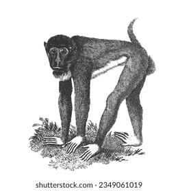 Brown Baboon. Doodle sketch. Vintage vector illustration. 