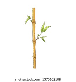 Brown bamboo stick with green leaves in sketch style isolated on white background - hand drawn vector illustration of traditional asian natural element for oriental floral design.