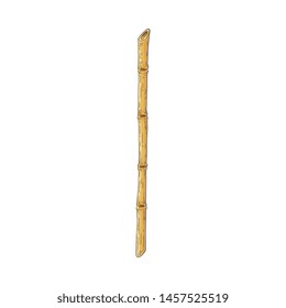 Brown bamboo stick in sketch style isolated on white background. Hand drawn vector illustration of traditional chinese or japanese plant stem or trunk for oriental natural floral design.