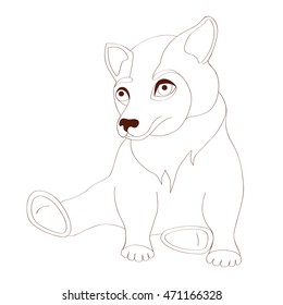 Brown Bear. Animal profile.