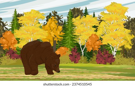 A brown bear came out of the autumn forest. Wild animals in autumn. Realistic vector landscape