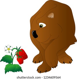 brown bear with green eyes looks at strawberries