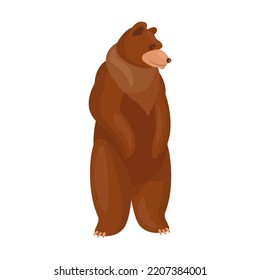 Brown bear. Grizzly standing, walking isolated on white. Vector illustrations for wildlife, predators, mammal animals concept