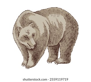 Brown bear hand drawn vector illustration