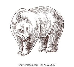 Brown bear hand drawn vector illustration