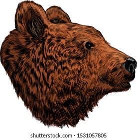  brown bear head brown animal vector