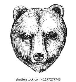 Brown bear head. Hand drawn sketch converted to vector.