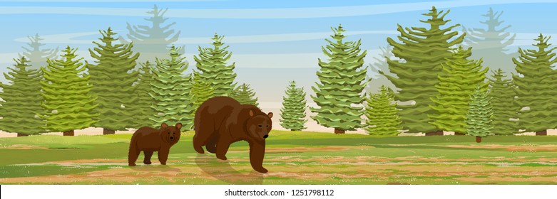 Brown bear and her cub go through the meadow. Spruce forest. Wild animals of Europe and America. Realistic Vector Landscape