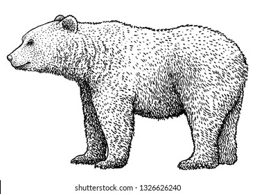 Brown Bear Illustration, Drawing, Engraving, Ink, Line Art, Vector