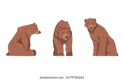 Brown Bear as Large Wild Terrestrial Carnivore Mammal with Thick Fur Sitting and Standing Vector Set