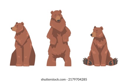 Brown Bear as Large Wild Terrestrial Carnivore Mammal with Thick Fur Standing and Sitting Vector Set