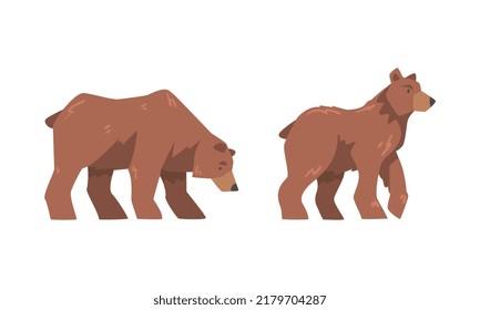 Brown Bear as Large Wild Terrestrial Carnivore Mammal with Thick Fur Standing Vector Set