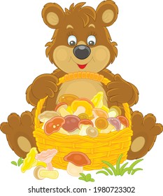 Brown bear mushroomer friendly smiling and sitting with a big wicker basket full of picked mushrooms on a forest glade, vector cartoon illustration isolated on a white background