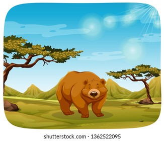 Brown bear in nature scene