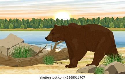 A brown bear on the river bank. Wild animals. Realistic vector landscape