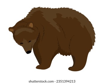 Brown bear. Realistic Vector Animals