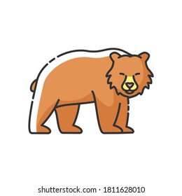 Brown bear RGB color icon. Large carnivore predator, dangerous woodland creature, forest inhabitant. Common nordic fauna. Grizzly bear isolated vector illustration