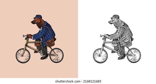 Brown bear rides a bike. Antique gentleman in a cap and coat. Victorian Ancient Retro Clothing. A man on a cycle. Vintage engraving style. Hand drawn old monochrome sketch.